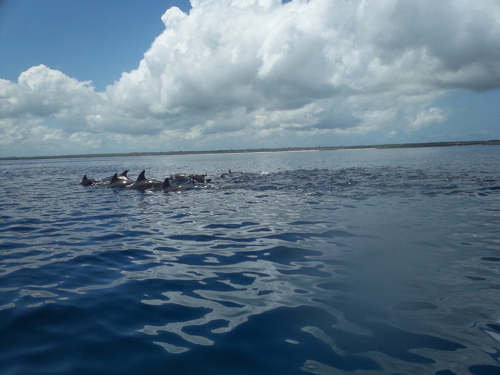 La Baia dei Delfini di Zanzibar